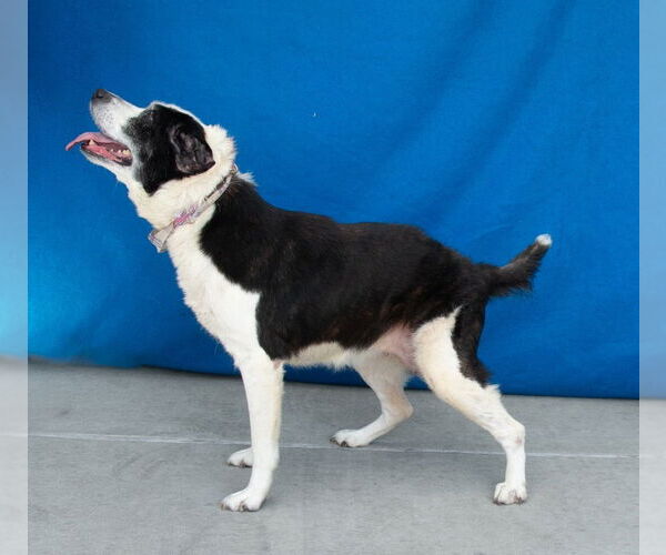 Medium Photo #2 Australian Shepherd-Unknown Mix Puppy For Sale in Pasadena, CA, USA