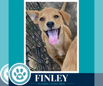 Small #1 Labrador Retriever Mix