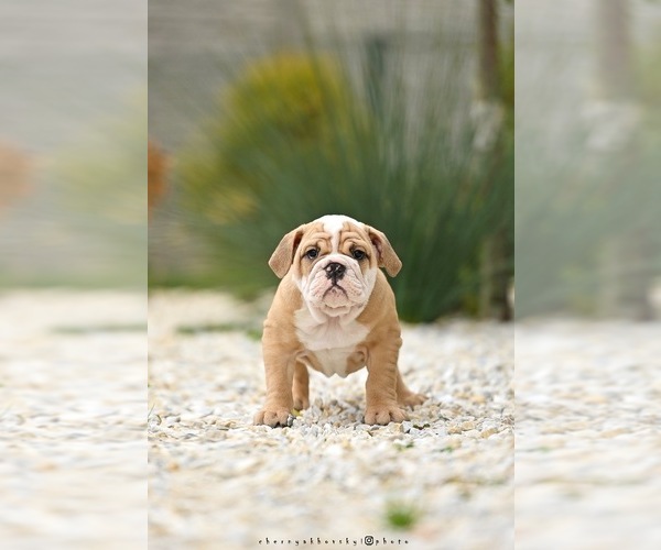 Medium Photo #3 English Bulldog Puppy For Sale in Balakliya, Kharkiv, Ukraine