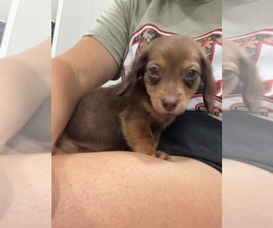 Dachshund Puppy for sale in HAWKINSVILLE, GA, USA