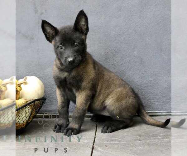 Medium Photo #3 Belgian Malinois Puppy For Sale in RONKS, PA, USA