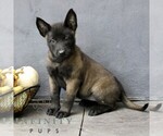Ramona - Female Belgian Malinois Puppy for Sale - Photo #3