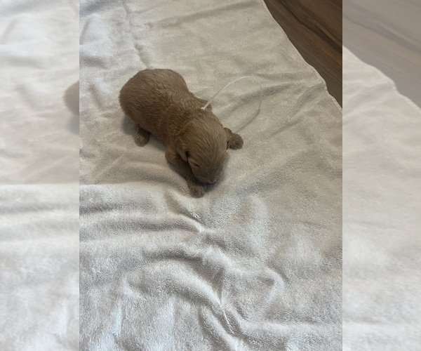 Medium Photo #9 Goldendoodle Puppy For Sale in LASCASSAS, TN, USA