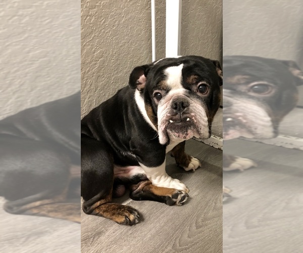 Medium Photo #1 English Bulldog Puppy For Sale in RIVERSIDE, CA, USA