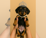Small #1 Dachshund