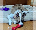 Small #20 Catahoula Leopard Dog Mix
