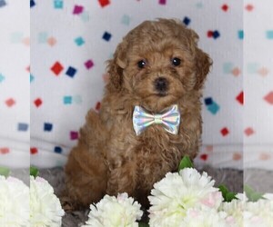 Cock-A-Poo Puppy for sale in FREDERICKSBURG, OH, USA