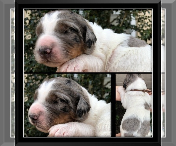 Medium Photo #7 Bernedoodle Puppy For Sale in OVERLAND PARK, KS, USA
