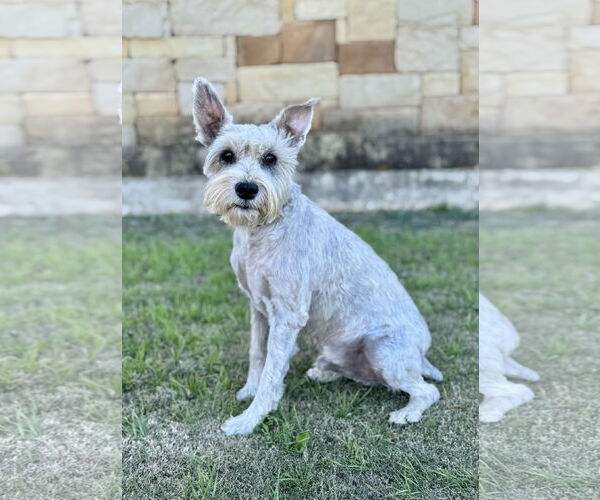 Medium Photo #4 Mutt Puppy For Sale in PIPE CREEK, TX, USA