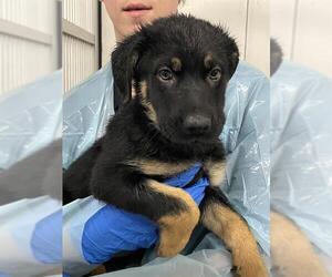 German Shepherd Dog Dogs for adoption in Stockton, CA, USA