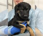 Small German Shepherd Dog