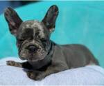 Small #14 French Bulldog