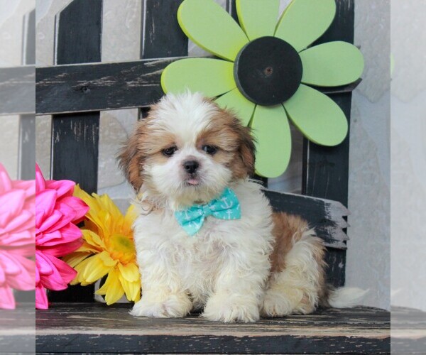 Medium Photo #1 Shih Tzu Puppy For Sale in GORDONVILLE, PA, USA