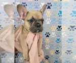 Puppy Roxy French Bulldog
