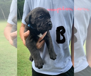 Cane Corso Puppy for sale in GRENADA, MS, USA