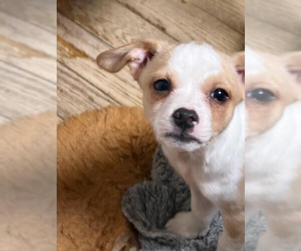 Medium Photo #1 Malchi Puppy For Sale in Hewitt, NJ, USA