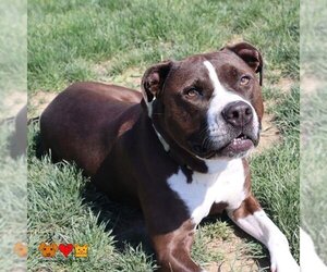 American Pit Bull Terrier-Labrador Retriever Mix Dogs for adoption in Center Township, PA, USA