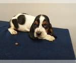 Small Photo #8 Basset Hound Puppy For Sale in SODDY DAISY, TN, USA