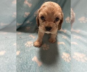 Cocker Spaniel Puppy for sale in CROSSVILLE, TN, USA
