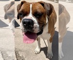 Small Photo #1 Valley Bulldog Puppy For Sale in PUEBLO, CO, USA