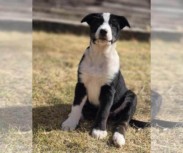 Medium Photo #5 Border Collie-Unknown Mix Puppy For Sale in Chinook, MT, USA