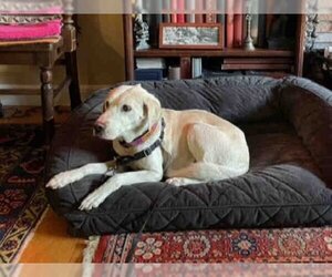 Labrador Retriever-Unknown Mix Dogs for adoption in Alameda, CA, USA