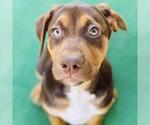 Small #10 Mutt