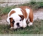 Small Photo #3 English Bulldog Puppy For Sale in GREEN FOREST, AR, USA