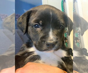 Rocky - Male Boxer-Brittany Mix Dog for Adoption - Photo #23
