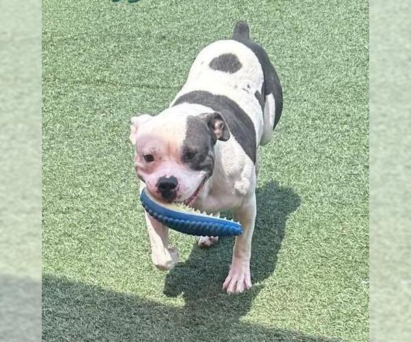 Medium Photo #3 American Pit Bull Terrier-Unknown Mix Puppy For Sale in Rockwall, TX, USA