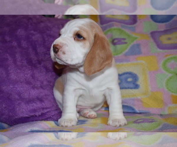 Medium Photo #5 Beagle Puppy For Sale in REASNOR, IA, USA