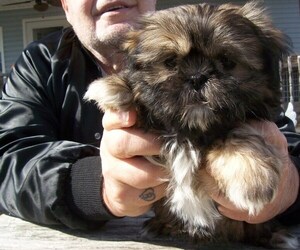 Shih Tzu Puppy for sale in S ZANESVILLE, OH, USA