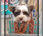 Small Photo #1 Yorkshire Terrier Puppy For Sale in GASTON, OR, USA
