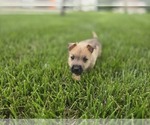 Small #4 Cairn Terrier