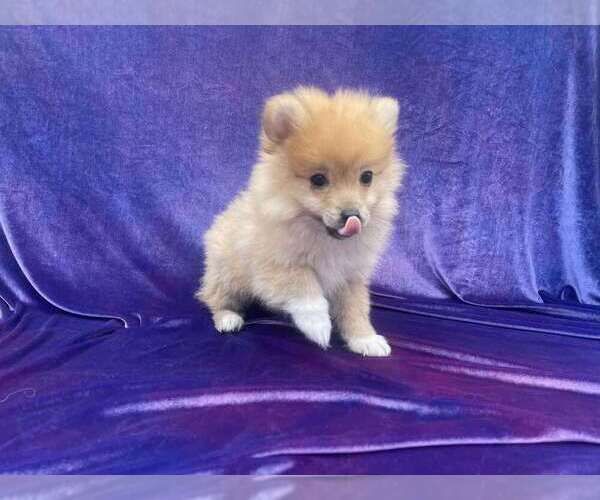 Medium Photo #1 Pomeranian Puppy For Sale in LA HABRA HEIGHTS, CA, USA
