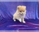 Small Photo #1 Pomeranian Puppy For Sale in LA HABRA HEIGHTS, CA, USA