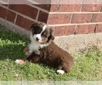 Small Photo #1 Miniature Australian Shepherd Puppy For Sale in WICHITA FALLS, TX, USA