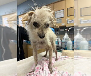 Mutt Dogs for adoption in Riverside, CA, USA