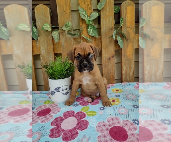 Medium Photo #3 Boxer Puppy For Sale in PORT ROYAL, PA, USA