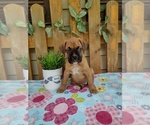 Small #2 Boxer