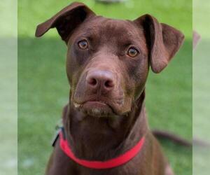 Niall - Male Labrador Retriever-Unknown Mix Dog for Adoption - Photo #3