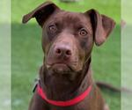 Small Photo #3 Labrador Retriever-Unknown Mix Puppy For Sale in San Diego, CA, USA