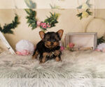 Small Photo #6 Yorkshire Terrier Puppy For Sale in WARSAW, IN, USA