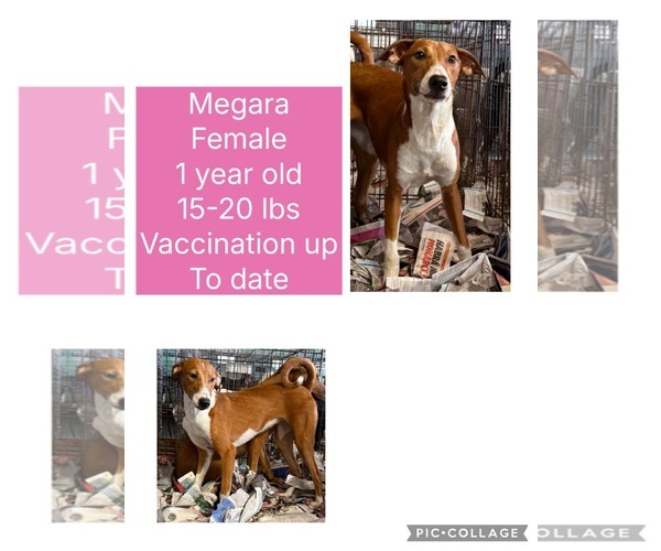 Medium Photo #1 Rhodesian Ridgeback-Vizsla Mix Puppy For Sale in Virginia Beach, VA, USA