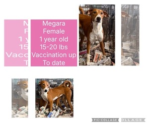 Rhodesian Ridgeback-Vizsla Mix Dogs for adoption in Virginia Beach, VA, USA