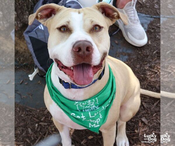 Medium Photo #1 Retriever -Unknown Mix Puppy For Sale in Washington, DC, USA