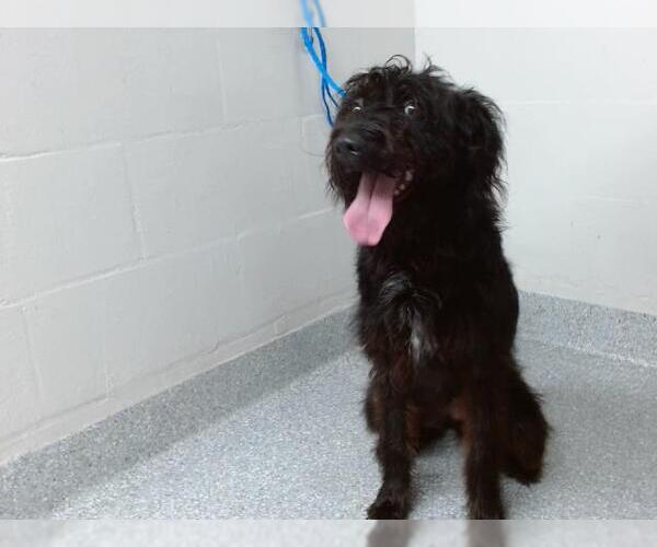 Medium Photo #1 GIANT SCHNAUZER -Unknown Mix Puppy For Sale in Pasadena, TX, USA