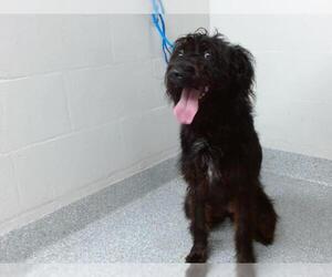 GIANT SCHNAUZER -Unknown Mix Dogs for adoption in Pasadena, TX, USA