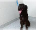 WINNIE - Female GIANT SCHNAUZER -Unknown Mix Dog for Adoption - Small photo
