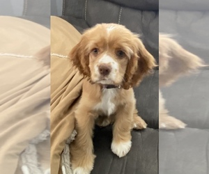 Cocker Spaniel Puppy for sale in ELIDA, OH, USA